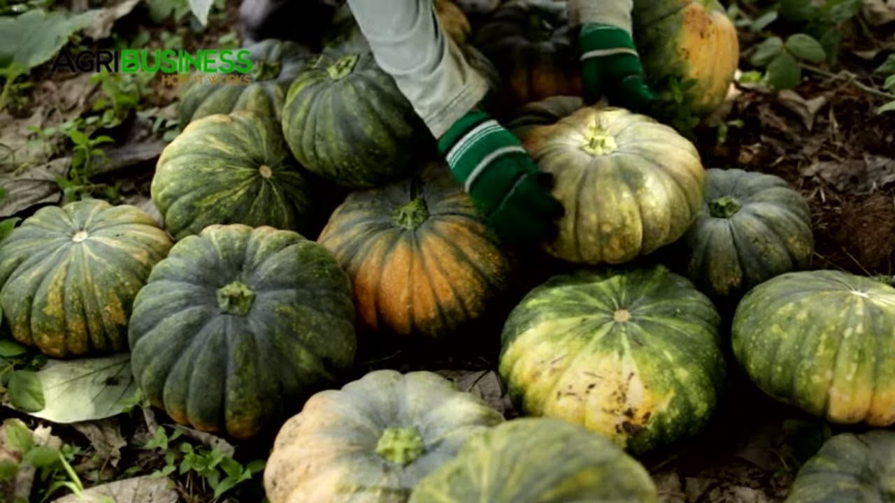 TAMANG PAGPAPABUNGA NG KALABASA: SQUASH FARMING