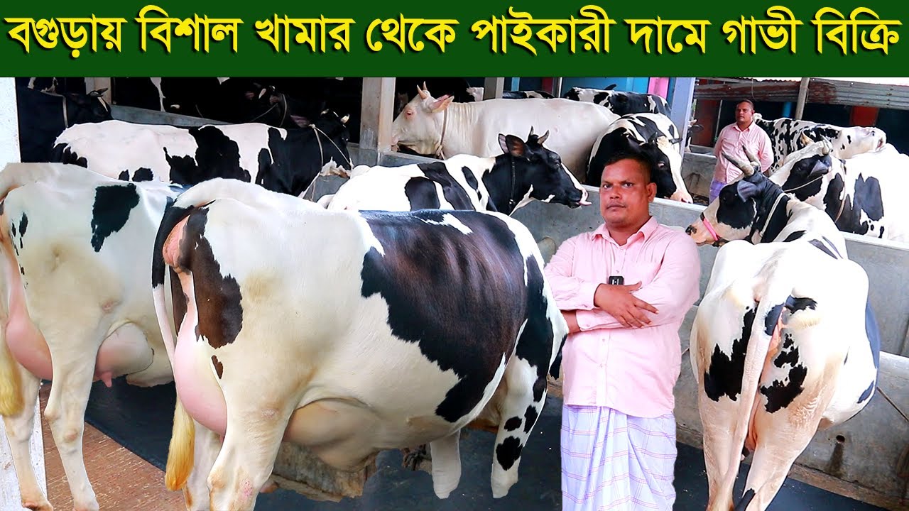 বগুড়ায় বিশাল খামার থেকে পাইকারী দামে গাভী বিক্রি dairy farm