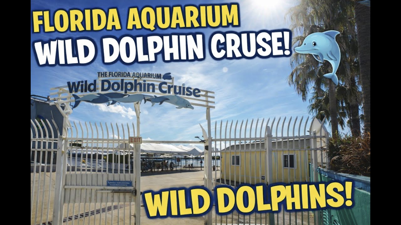 Real Wild Dolphins in Tampa Bay  Florida Aquarium Cruise
