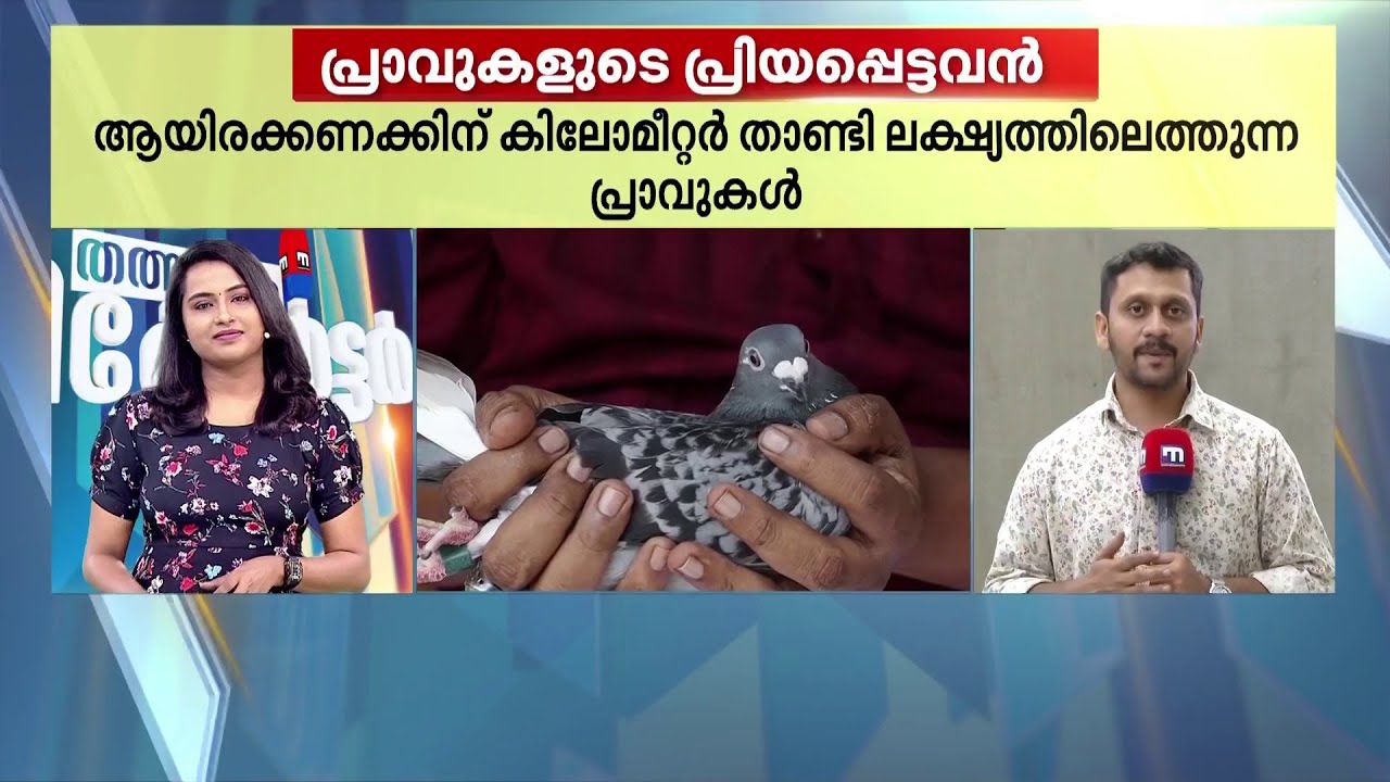 ആയിരക്കണക്കിന് കിലോമീറ്ററുകൾ താണ്ടുന്ന പ്രാവുകളുമായി മത്സരത്തിനിറങ്ങുന്ന അഭിലാഷിന്റെ കഥ