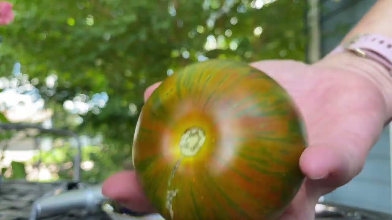 Taste Test of Berkeley Tie Dye Tomato - #14 - Does it Match the Hype?