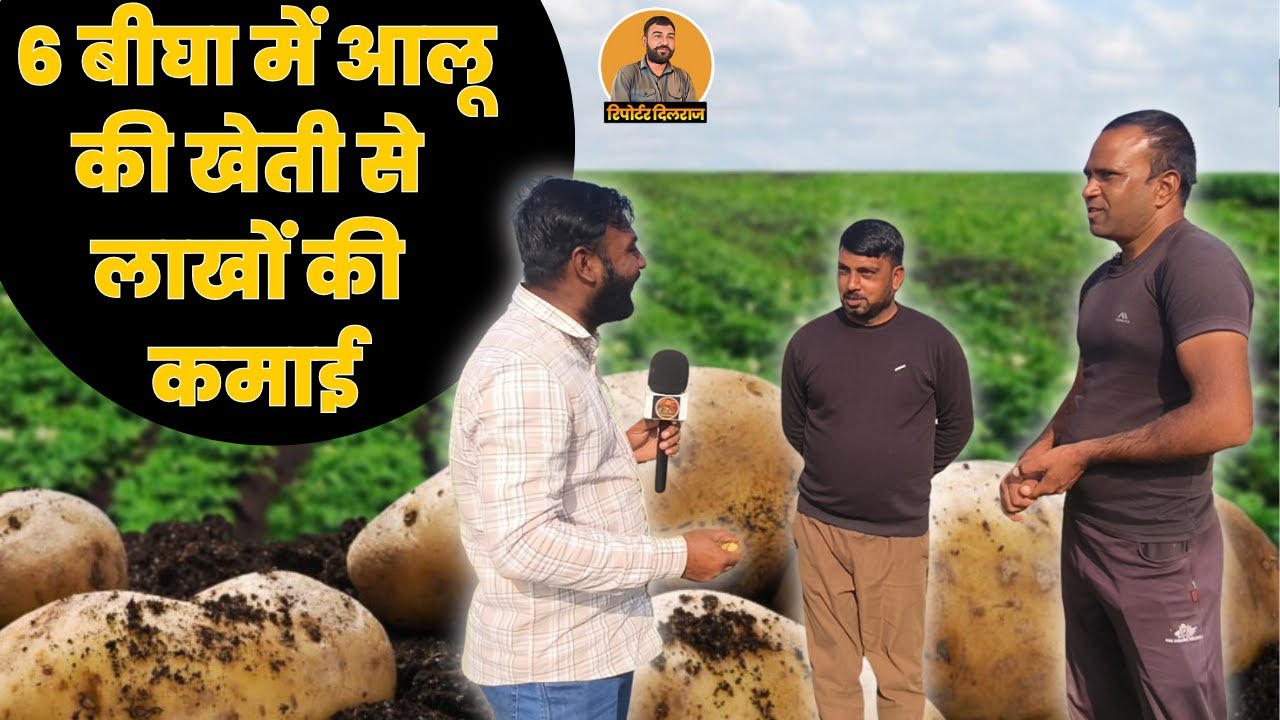 सीकर के कुशलपुरा गाँव में किसान ने करी 6 बिघा आलू की खेती, देखें कितना होगा मुनाफा ~