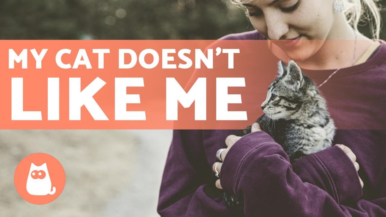 Why Doesn't My CAT LIKE ME? 🐱 💡 Reasons and Solutions!
