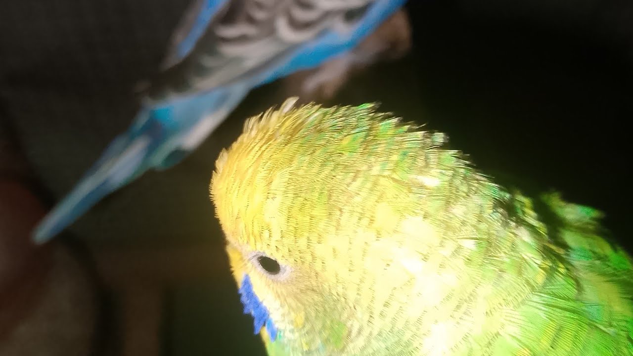 Happy budgie chirping sound 