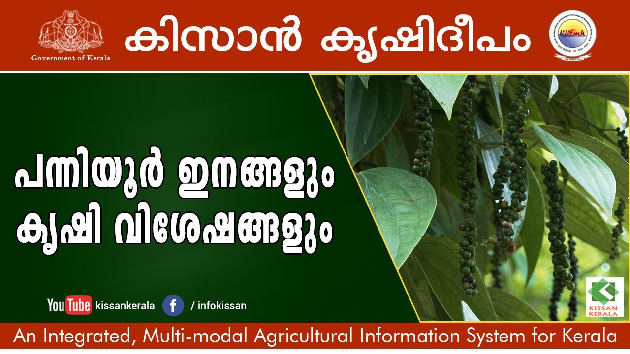 Kissan Krishideepam Episode - 997 - Knowing panniyoor varieties and other operations