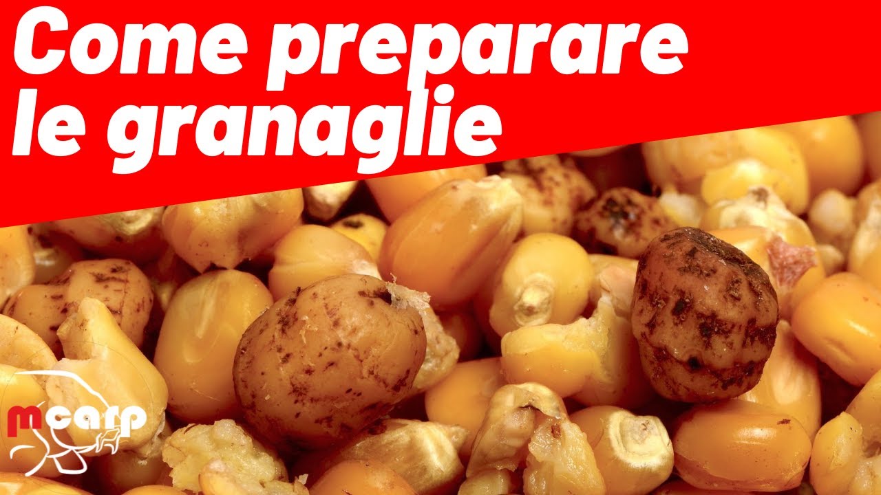 Carpfishing. Come preparare le granaglie (mais e tiger nuts) @mcarp carpfishing