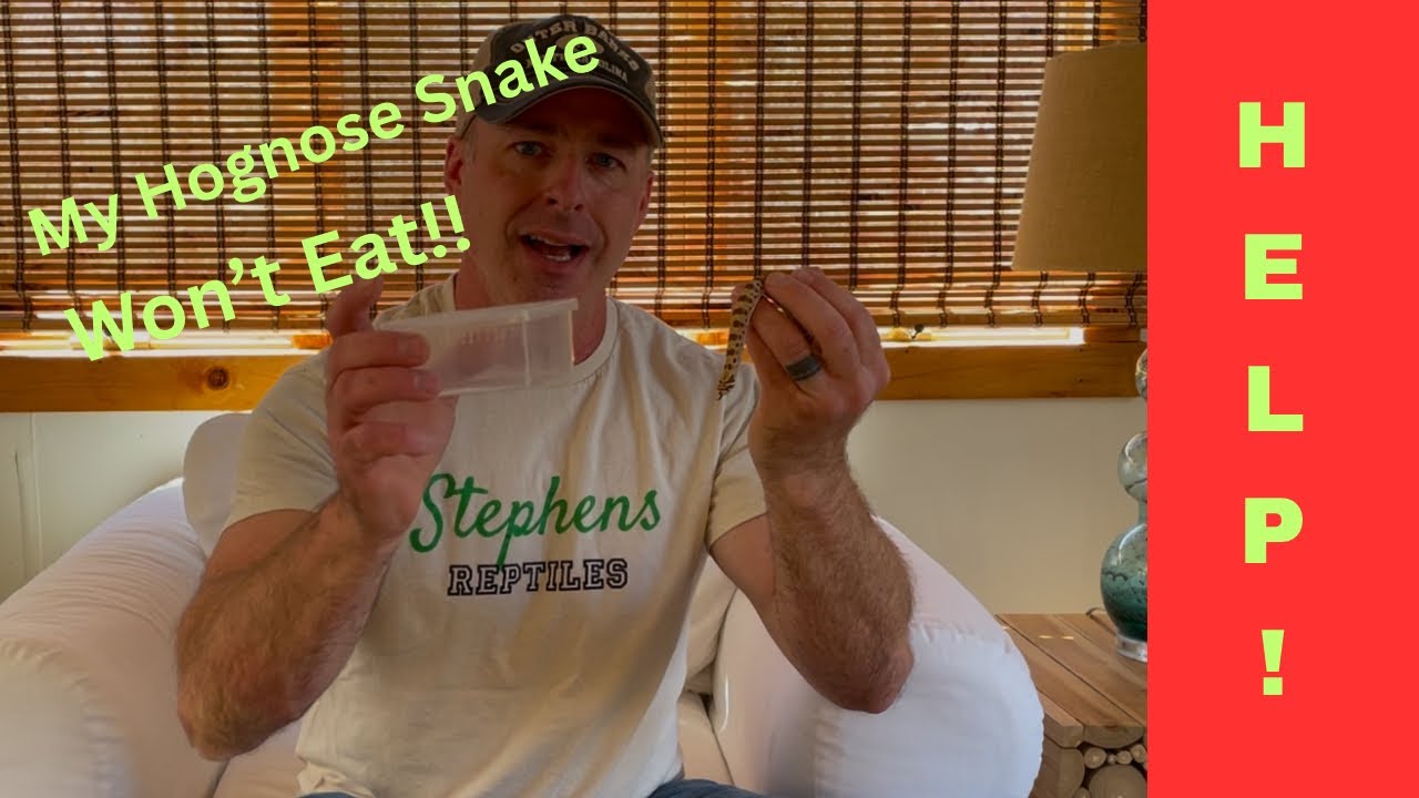 What To Do When Your New Hognose Snake Won&rsquo;t Eat!