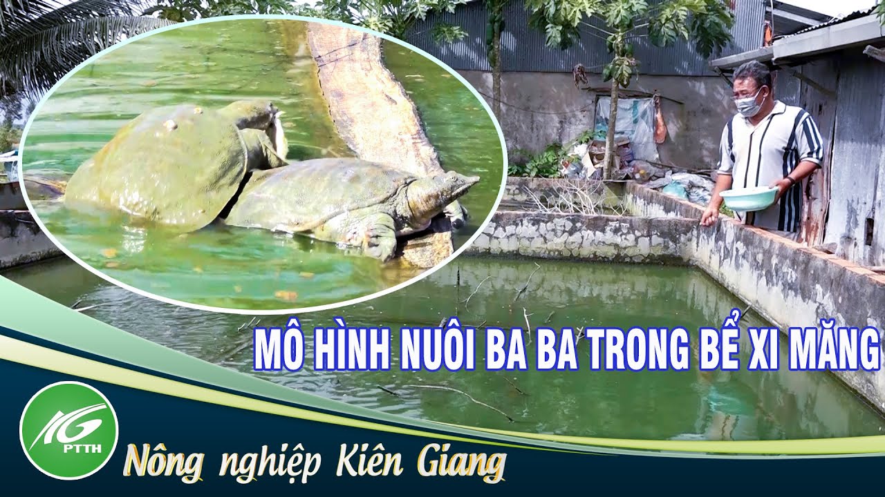 Mô hình nuôi ba ba trong bể xi măng của nông dân Mỹ Hiệp Sơn | THKG