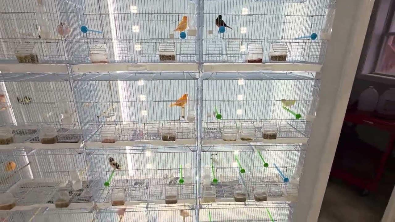 Canary breeding 2026 