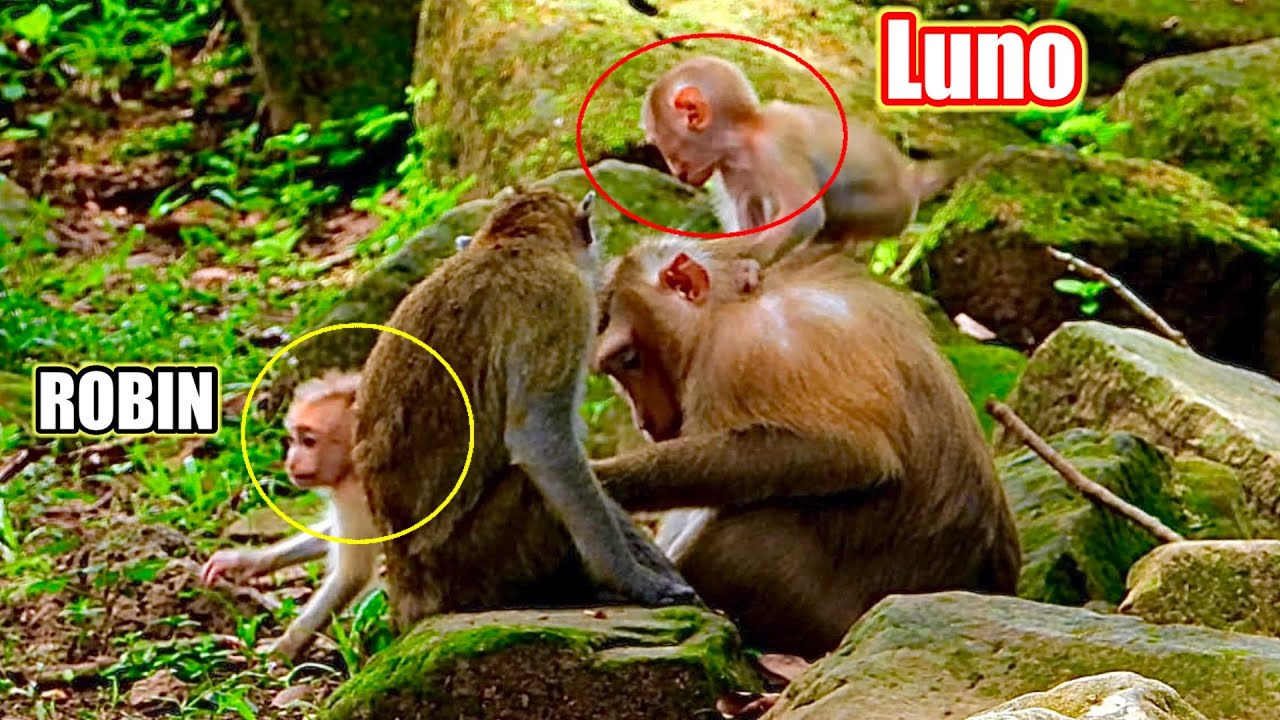 OMG/ Luna take baby Luno go to meet Robin and Rose..!!