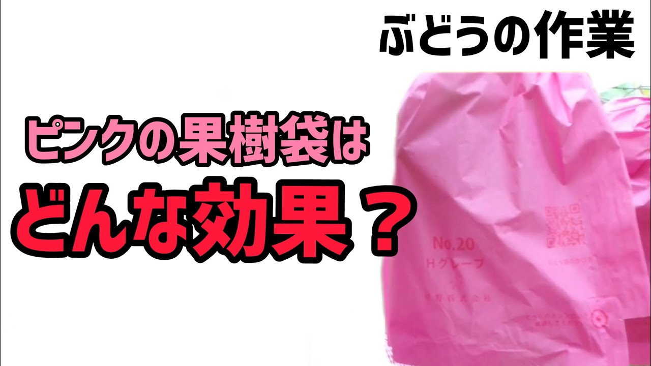 「ぶどうの作業」果樹袋、ピンクの効果は？