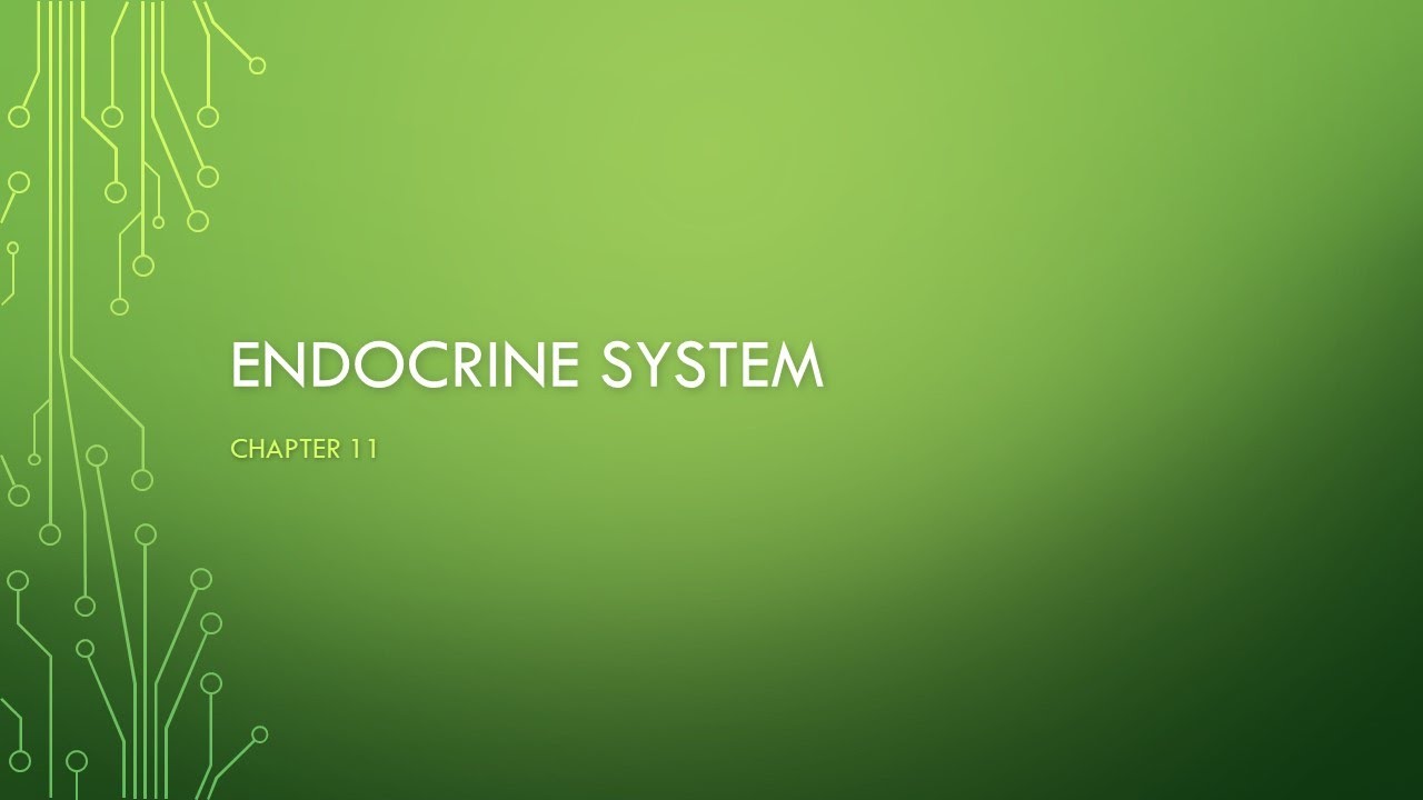 Endocrine system lesson Anatomy and Physiology 2
