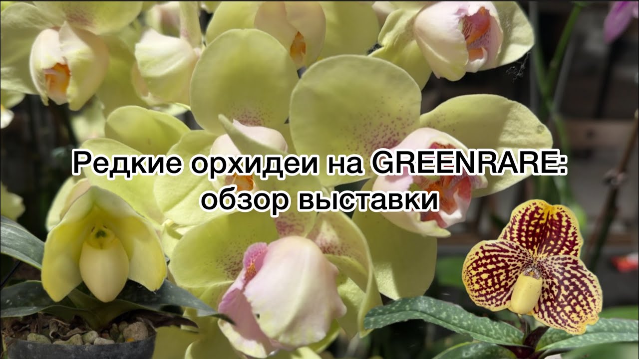 ОБЗОР выставки GREENRARE || Редкости, орхидеи и хойи: честный взгяд || Соблазн для коллекционера 🌿 
