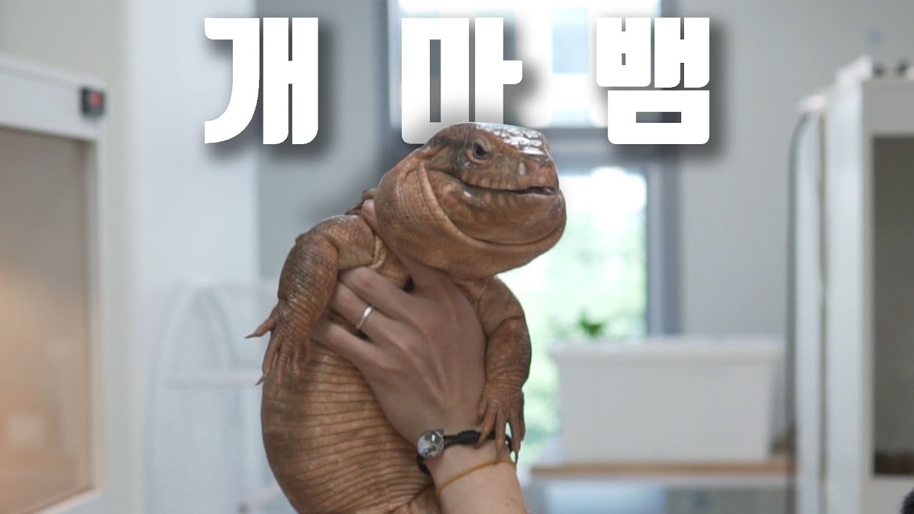 파충류의 낭만! 최고의 개마뱀.. 아니 도마뱀 