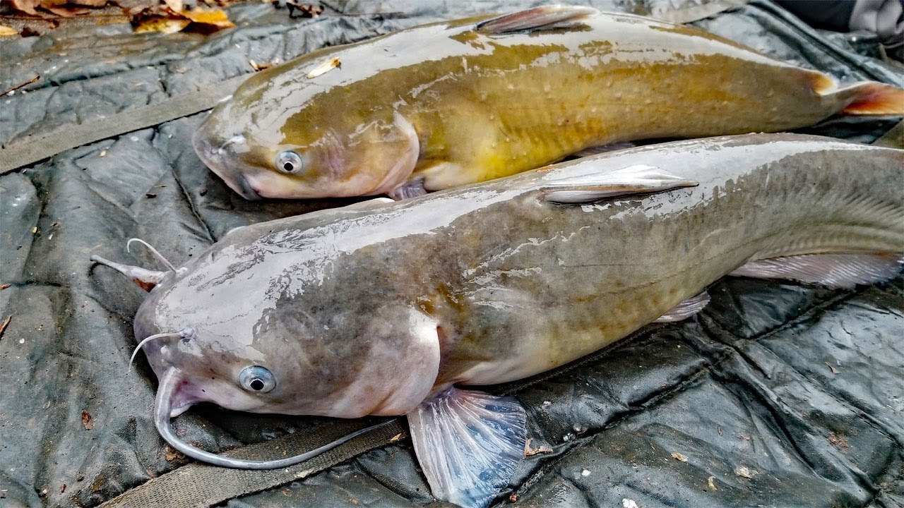How to Find Catfish in Winter - Best Fishing Tips to Catch More Catfish