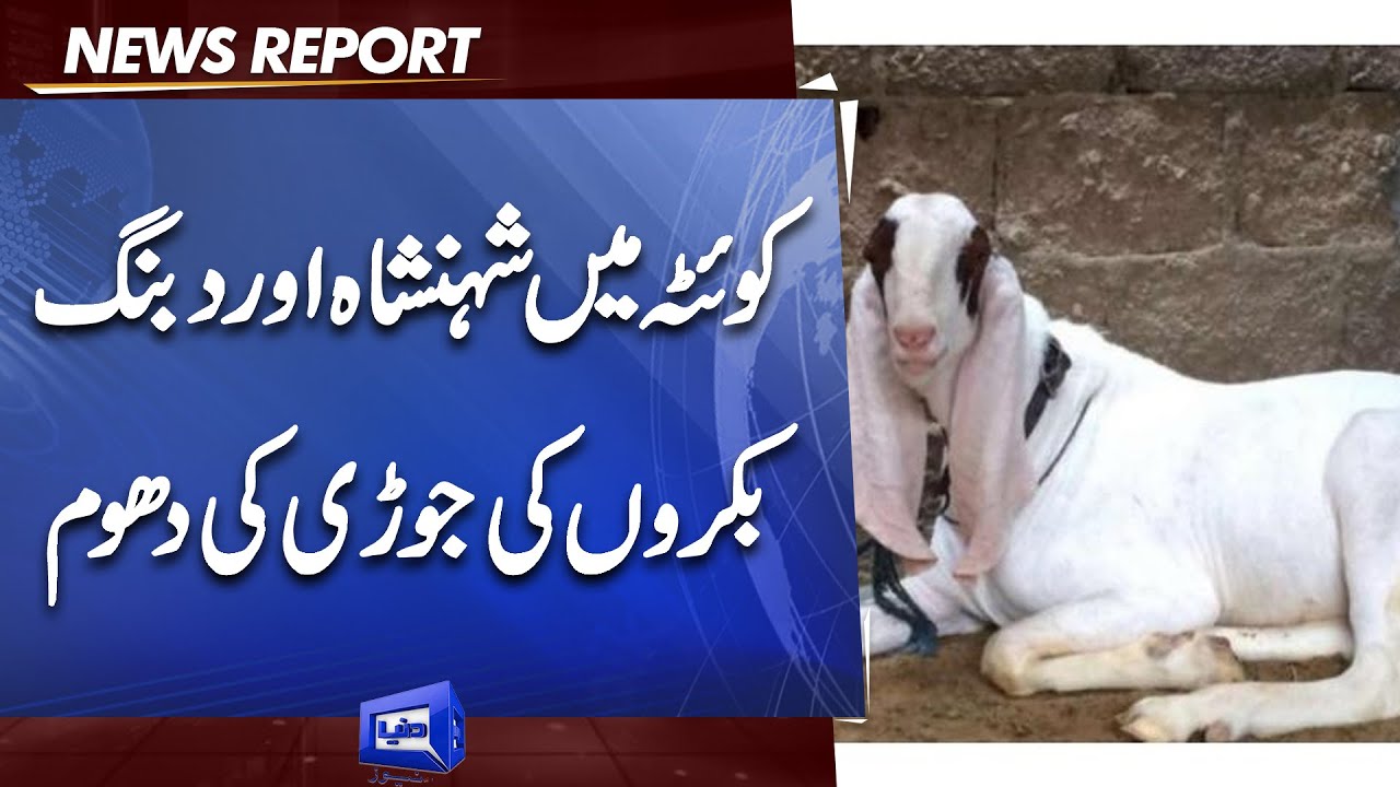 Shehanshah Aur Dabanng Ki Jori Ki Quetta Ma Dhoom | Bakra Mandi in Quetta