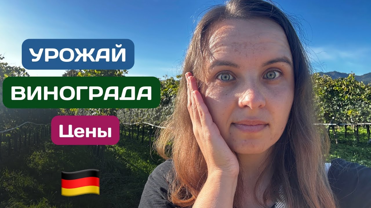 Сколько винограда! Не ожидала такой урожай в Германии 🍇