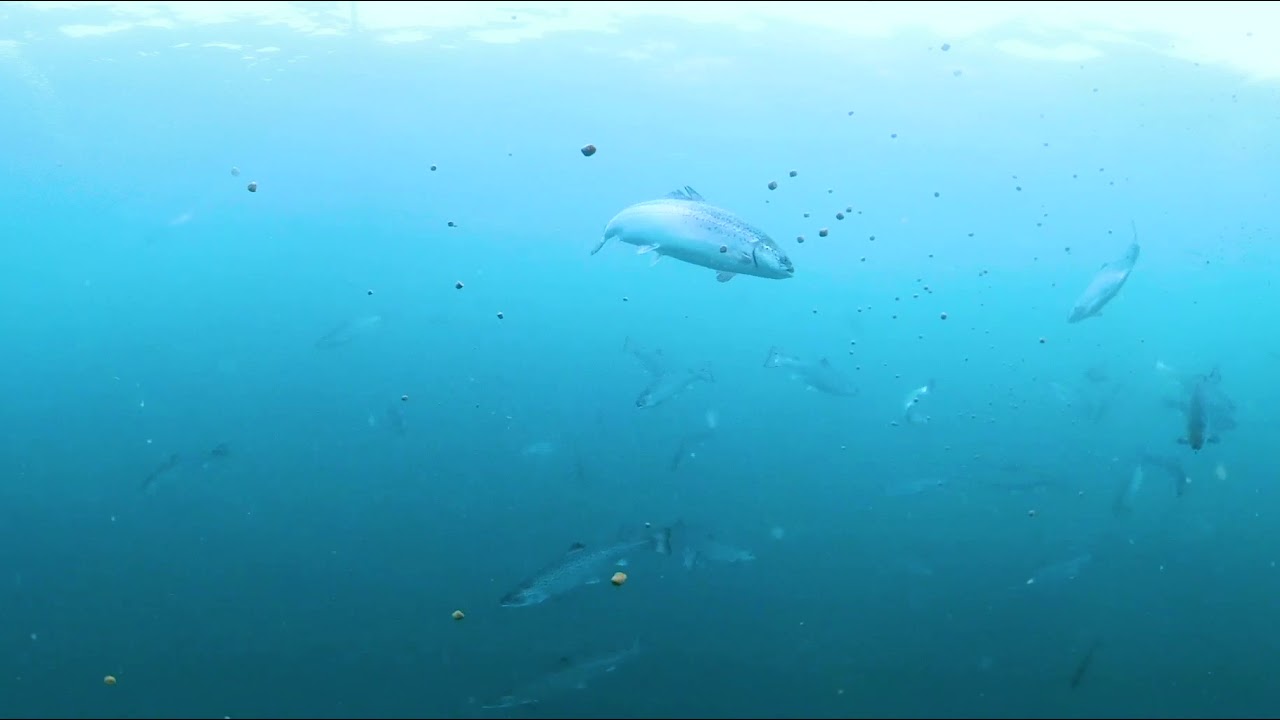 Mowi Scotland Virtual Reality Tour - Part 2 - The Sea Farm