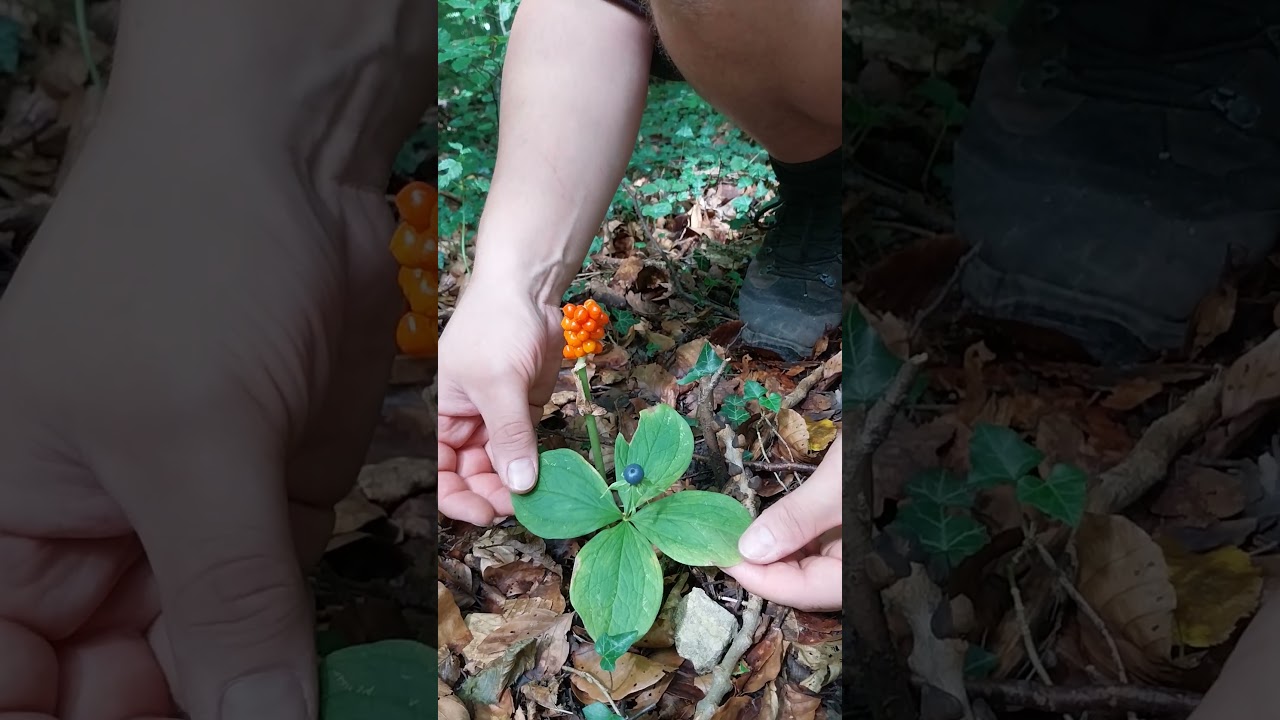 Basenzeiger: Einbeere, Aronstab, Kalkstein (#pflanzen #pilze #podcast #natur #wald #morcheln)
