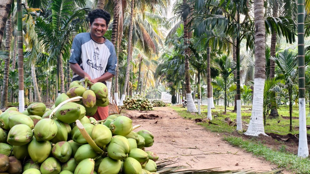 തേങ്ങ എടുക്കാൻ പൊള്ളാച്ചിയിൽ എത്തിയപ്പോൾ 
