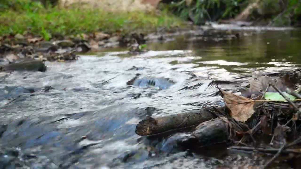 Moment of Zen: 30 minutes of a North Carolina Creek. Near Asheville North Carolina