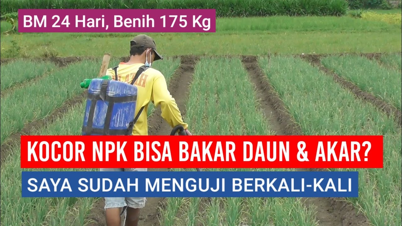 APAKAH KOCOR NPK BISA 