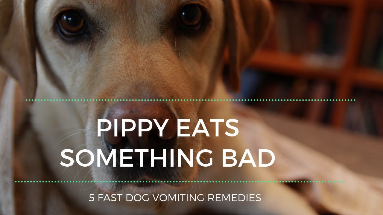 Pippy's Bad Day: 5 Fast Dog Vomiting Remedies