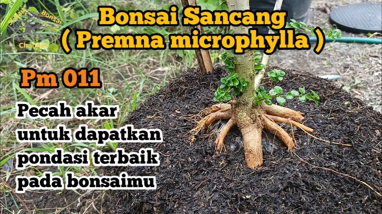 Bonsai Sancang ( Premna microphylla ) Pm 011 Pecah akar untuk dapatkan pondasi terbaik pada bonsaimu