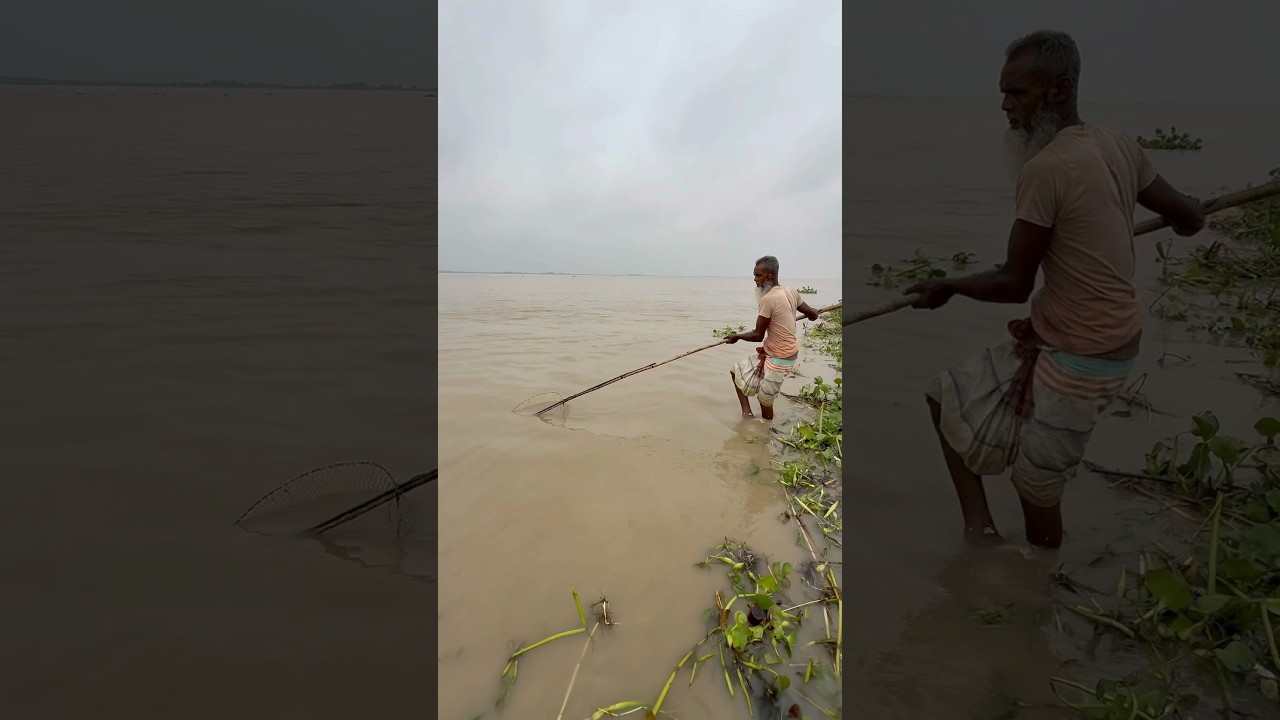 Method of catching Hilsa fish #fishing #fishinglife #hilsa