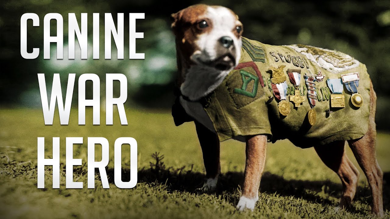 The Amazing Story Of Sgt Stubby - The Most Decorated War Dog of WWl