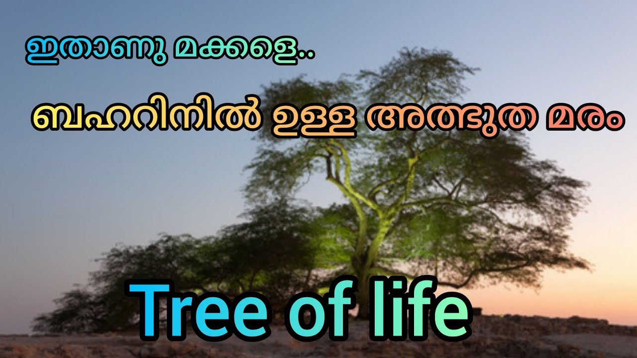 Tree of life| oldest tree in bahrain| 400 yrs old tree🌳🌳🌳