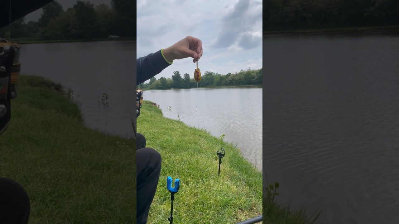 Pecanje Metod Fider tehnikom &Scaron;aran udara 10sekunid #pecanje #fishing #riba #carpfishing #ribolov