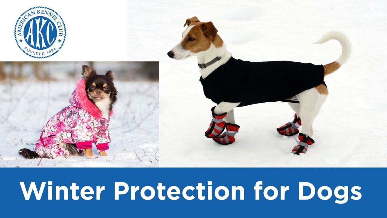 Winter Protection for Dogs - Vet Tips with Dr. Klein