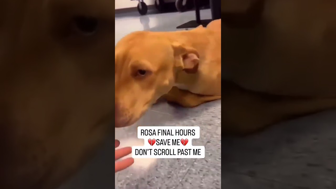 🚨 EMERGENCY RESCUE: ROSA IS FIGHTING FOR HER LIFE &ndash; SHE NEEDS US NOW 💔🐾