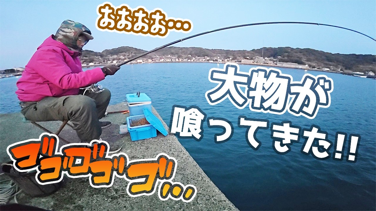 何も釣れないのでアジ・イワシ釣りしてたらまさかの大物がきた！！！