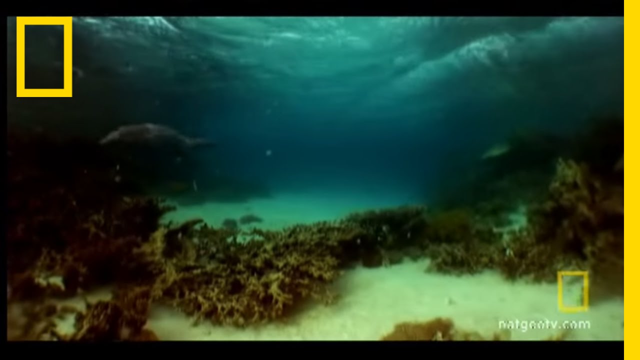 Ancient Whale Bones | National Geographic