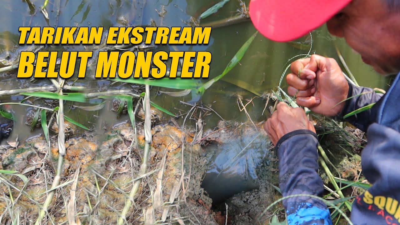PERLAWANAN SENGIT BELUT MONSTER