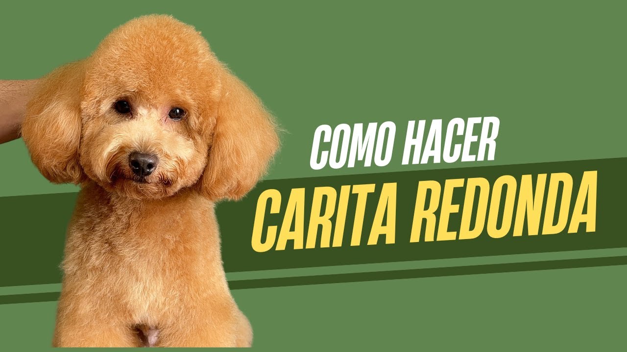 Como hacer carita redonda Poodle / Caniche FACIL