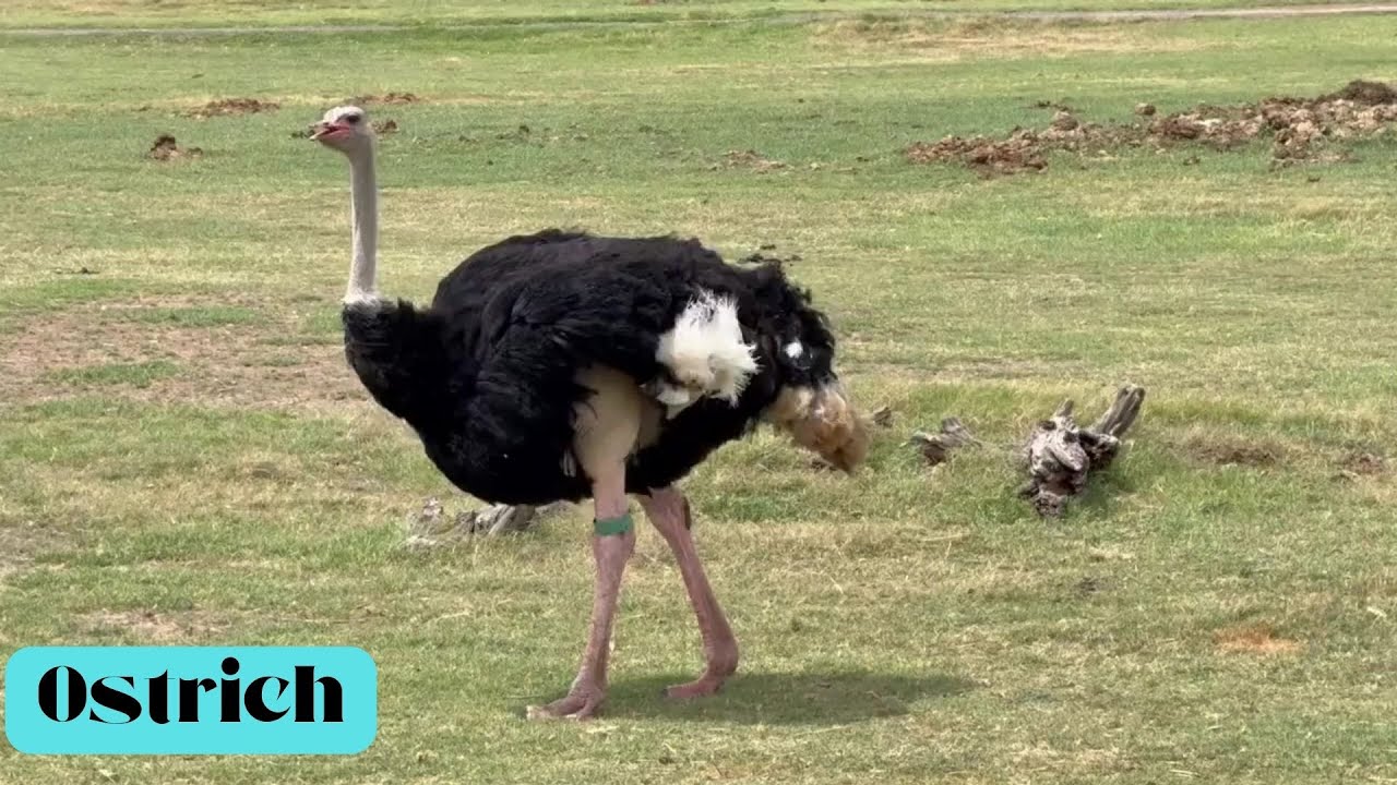 Ostrich Birds for Kids~Science~Animals