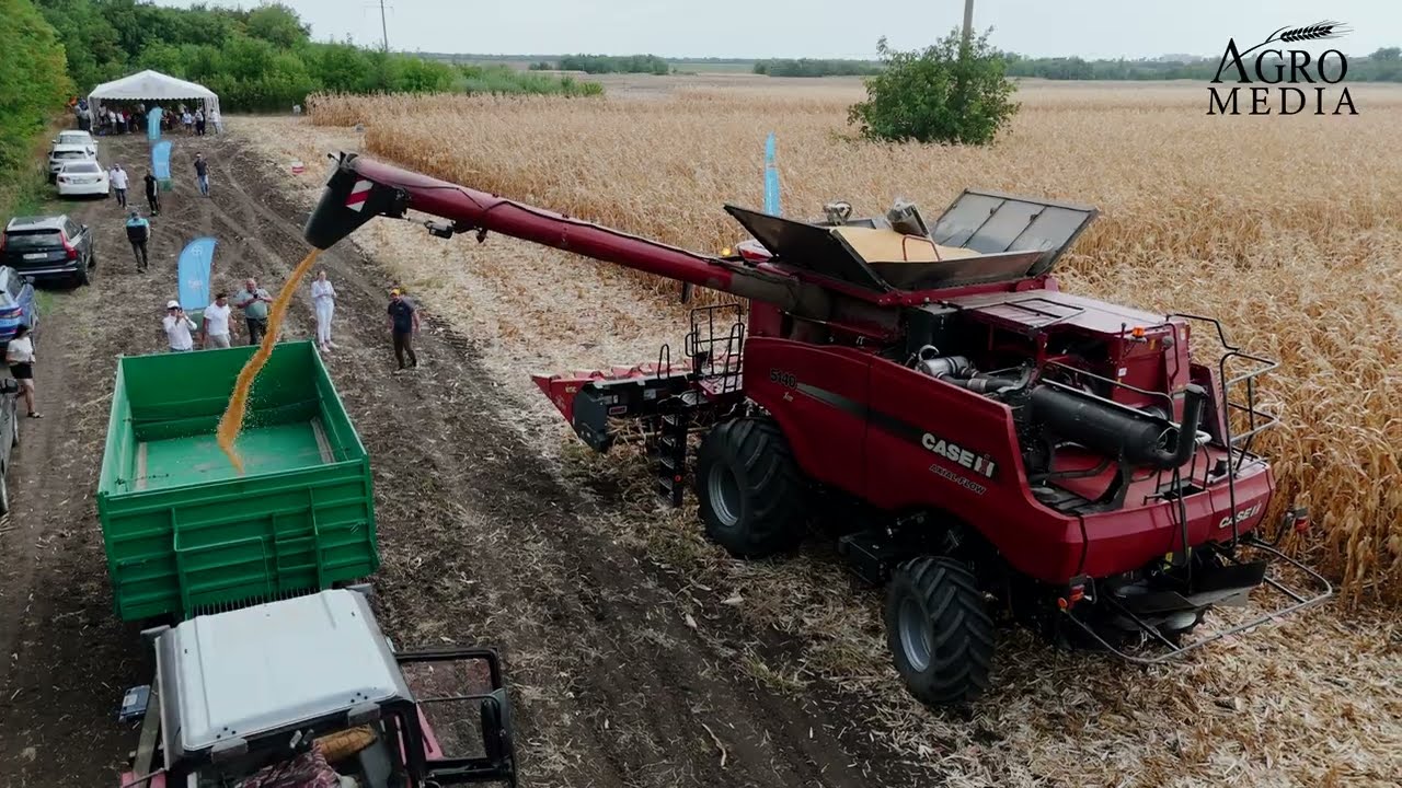 Performanța hibrizilor de porumb Dekalb - 7 tone la hectar într-un an secetos
