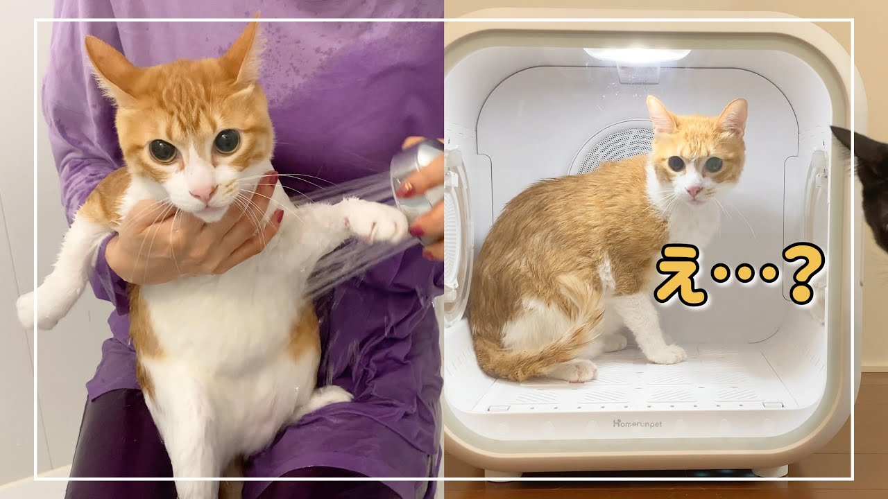 茶白猫君の為にドライヤーハウスを購入してお風呂にいれてみたら…！【Drybo Plus】【4K猫動画】