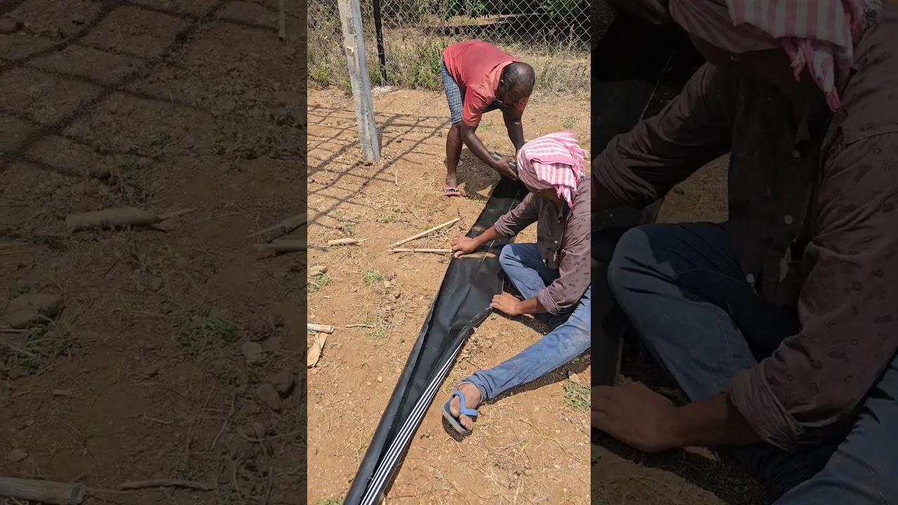 #shorts 21 | natukolla shed | natu kolla farm | natu kolla shed construction update |Desi murga farm