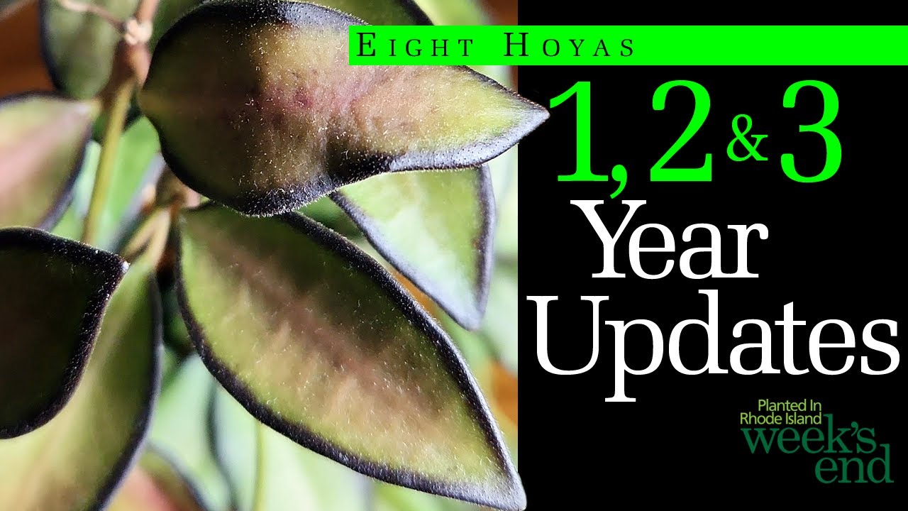 1, 2 & 3 YEAR UPDATES - Hoya 'Rosita', Hoya linearis, Hoya endauensis, Hoya lockii and more