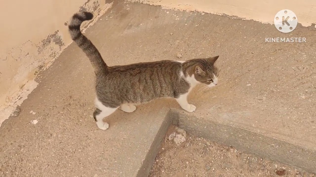 This Sweet Stray Cat Just Made My Day! 🐾