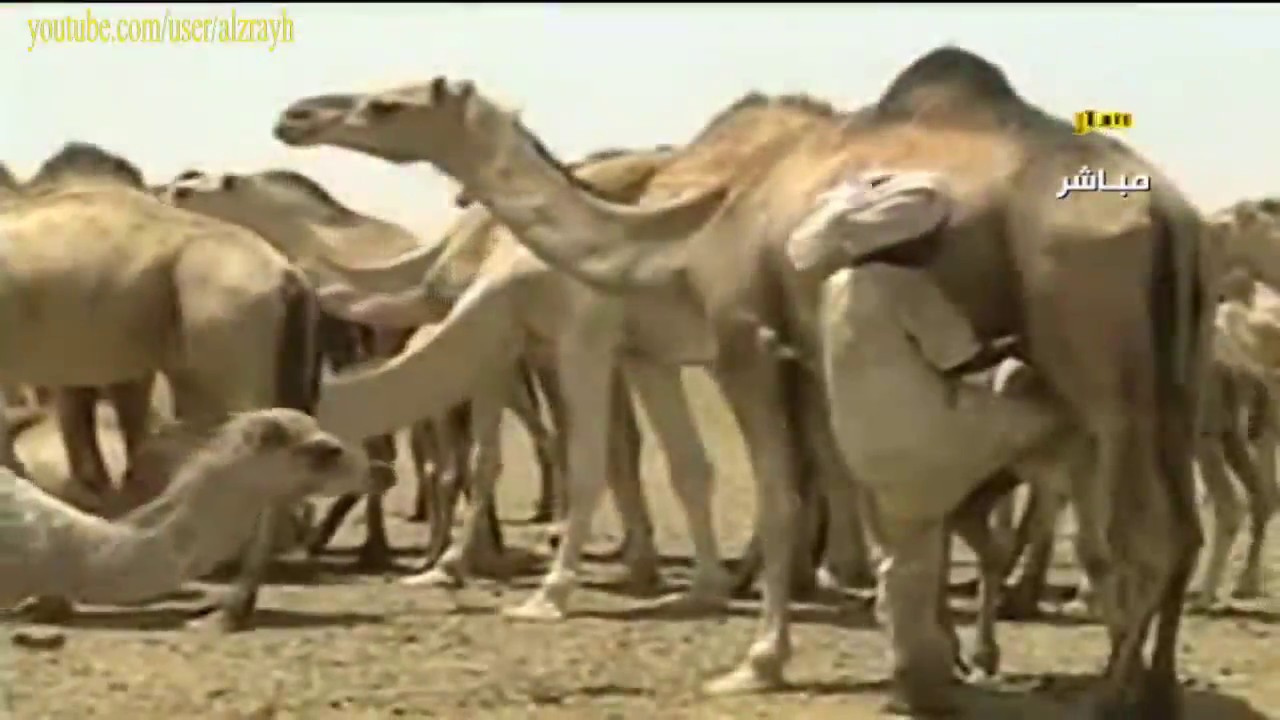 تربية ورعاية الجمل والابل 1 تركيب العليقة والتغذية