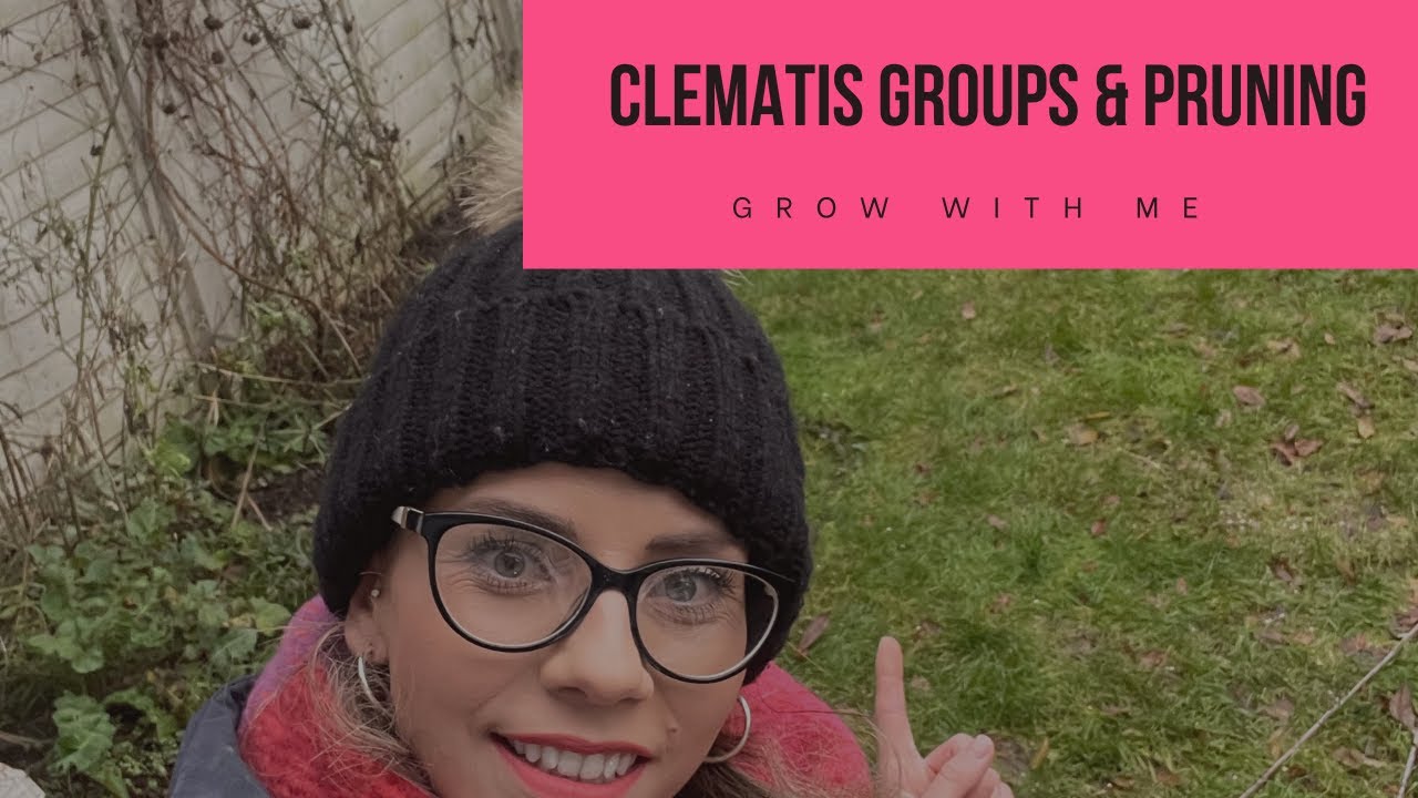 HOW TO PRUNE CLEMATIS- Learn which group your clematis are in for correct pruning.