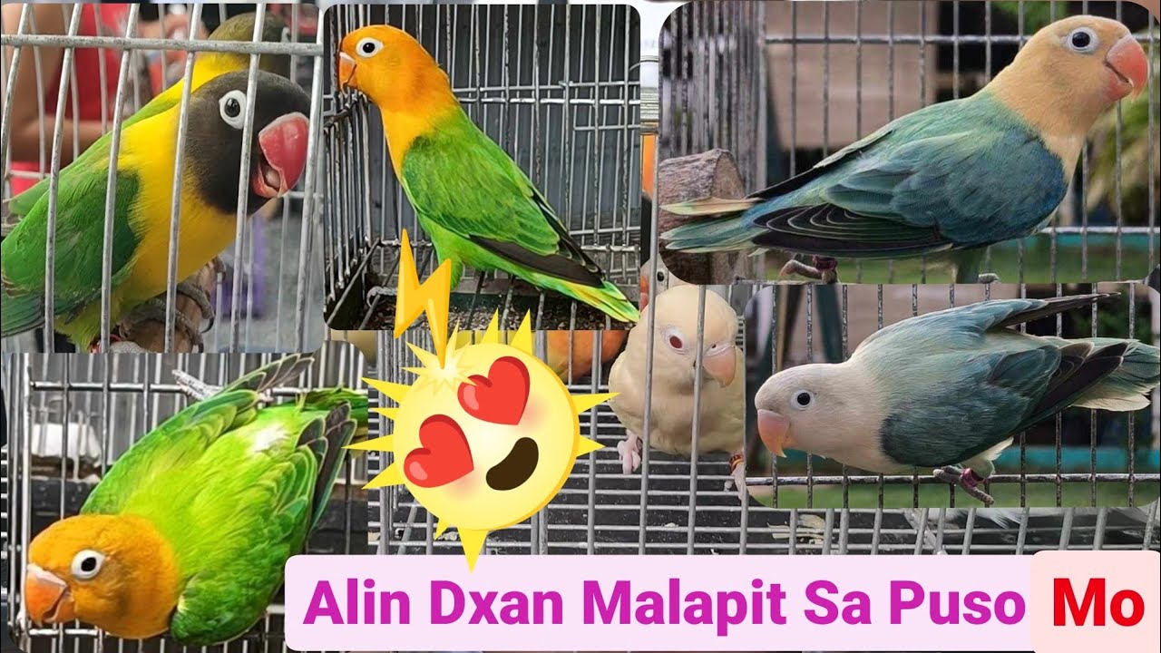 Vlog372 Aqua Opa B2🦜Aqua Opa B1/Dun Fallow🦜Green Opa YF Poss/Dilute🦜😍😍