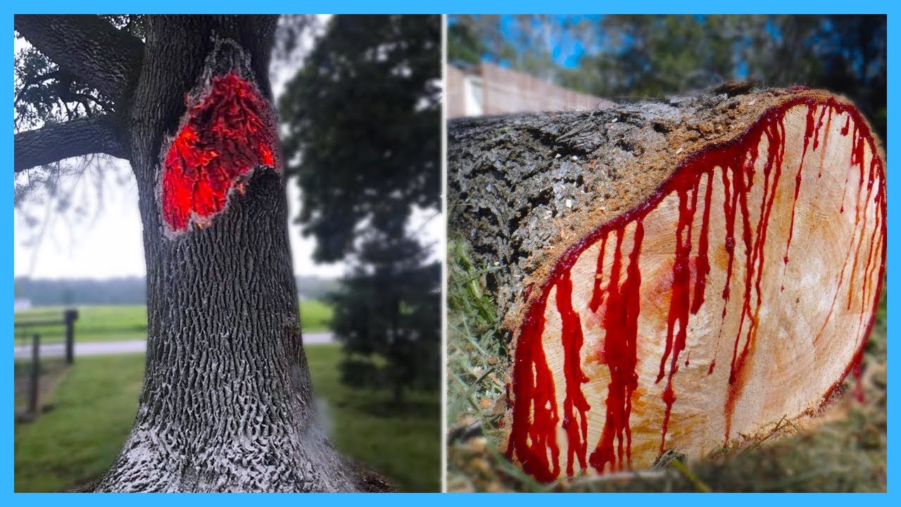 10 Gevaarlijkste Bomen Die Je NIET Moet Aanraken!