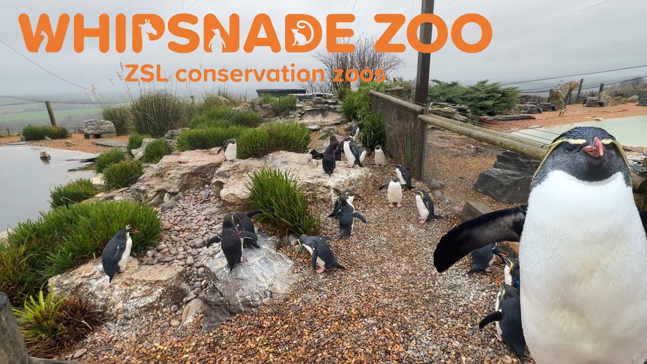 Whipsnade Zoo Full PENGUIN TALK 2025