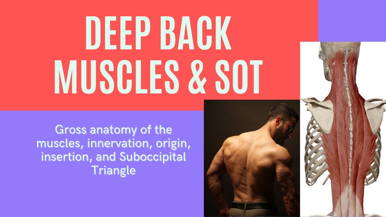 Deep Back Muscles and SOT gross anatomy 
